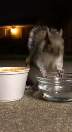 Dramatic Squirrel's Midnight Ramen Meltdown
