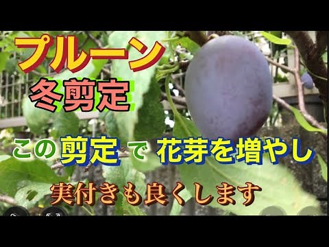プルーンの冬剪定、この剪定で花芽を増やし、実付きも良くします