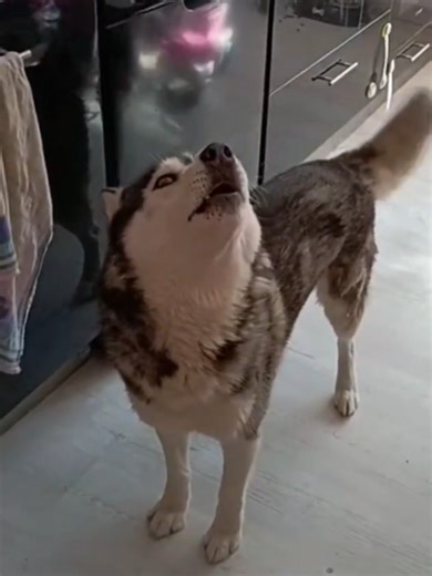 Huskies Talking Back: A Hilarious Compilation