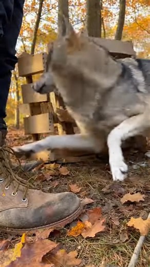 6.7K views · 23 reactions | Rescuing a Wolf That Fell into a Pit, Starving and Freezing ❄️ #WolfRescue #AnimalRescue #WildlifeRescue #FaithInHumanity #LifeSaved | Animal Rescue | Facebook