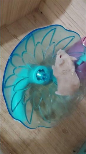 #dance #favorite toy #petlover #hamsterlover