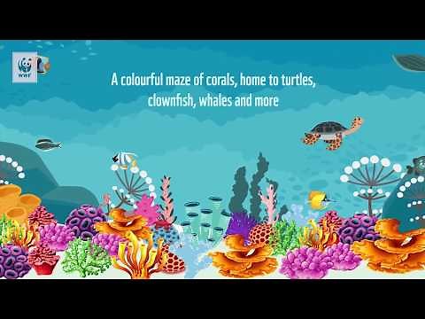 Crown of Thorns Starfish and the Great Barrier Reef | WWF-Australia