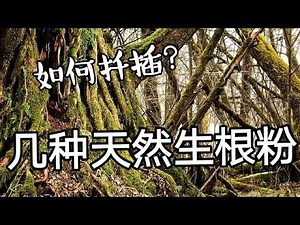 No need to buy rooting powder 再也不买生根粉啦