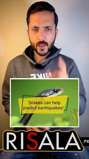 Can Snakes Sense Earthquake? Research Shows They Can Predict Earthquakes