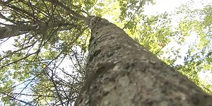 Maine forestry forum held in Brewer to discuss expansion of the forest industry