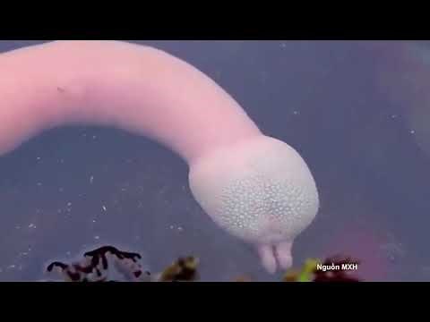 Facts: The Fat Innkeeper Worm