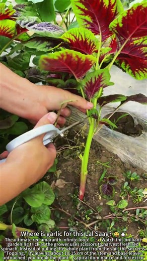 Harvesting Red Amaranth: Infinite Growth Secret! 🌿✂️
