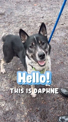 Oakland Animal Services (OAS) on Instagram: "Daphne wants to help you stay active this year, and for years to come! This 2 yr old Border Collie mix is up for any activity as long as it keeps her mind and body engaged. A hike? Play dates? Fetch? Bring it! Daphne’s game! Meet her at the shelter during adoption hours! Thursdays 12-6:30pm, Fridays, Saturdays, Sundays 12-3pm. She can’t wait to go home with you! #bordercolliemix #huskymix #daphne #balldog #ballislife"
