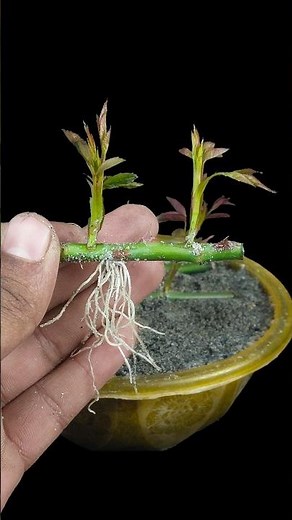 See how to grow rose plant at home from stems | Quick & easy tutorial #garden #reels