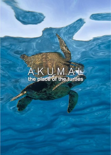 Descubre Akumal, el paraíso de las tortugas marinas