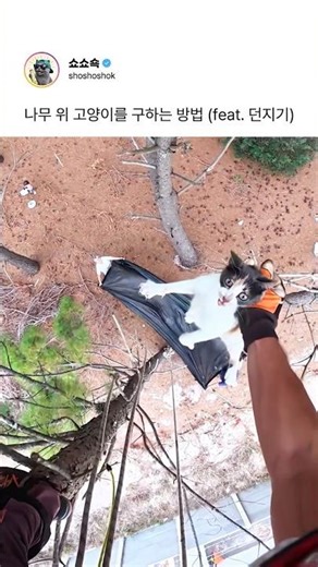 나무 위 고양이를 구하는 방법(feat.던지기)