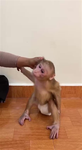 Understanding Pet Monkeys: Cute Clips and Insights