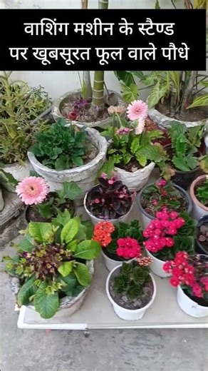 Beautiful flowering plants on washing machine stand