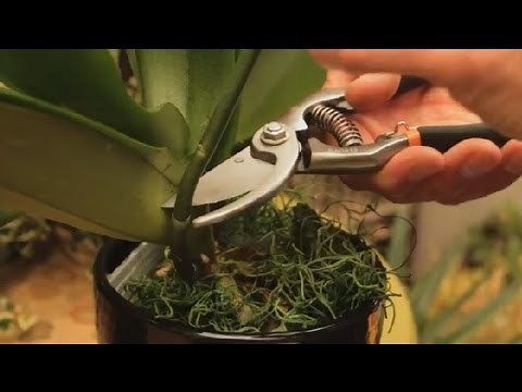 Where to Cut an Orchid Plant : Orchid Care & More