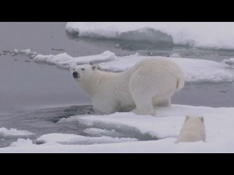 Βόρειος Πόλος: Θερμοκρασία πάνω από το μηδέν !