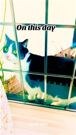 I Tested If Cats Understand Human Language