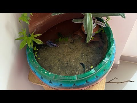 Betta fishes in Biotope aquarium / DIY fighter fish tank