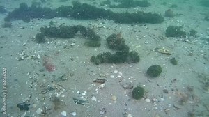 Formation of balls green algae Cladophora in shallow water under the influence of wave flows, the initial stage.