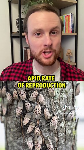 Reproductive Strategies: K and R Selected Species Explained