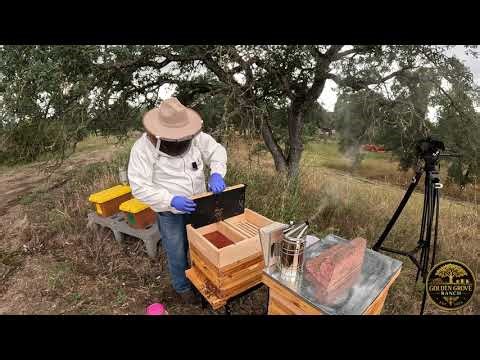 Why I Sealed My Hive Top Feeders BEFORE Installing Them 🐝 (Amazon Review Fix)