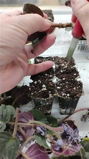 Plant chores / Resetting the leggy african violet trailer plugs for plant sale