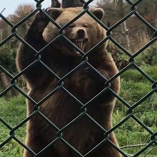 15M views · 342K reactions | Bears are just big, goofy humans  | LADbible | Facebook