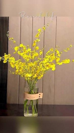 ［今日识花］跳舞兰 跳舞兰又叫文心兰，有着亮丽的黄，每一朵花，像美丽的少女，裙摆飘飘，翩翩起舞，其花语是快乐无忧，寓意忘却烦优。它是兰花中的名品，可做插花和盆花。#送你一束花 #三八女神节 #养花 #伊妹儿花屋
