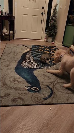 Playtime with Lil Bit and Biscuit #catshorts #kittens #kitty ‪@PrettyKittens2M‬ #kitten