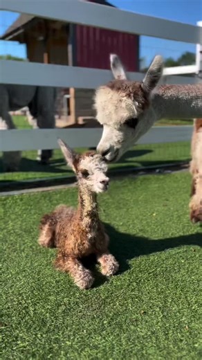 Alpaca Wonders on Instagram: "💕Double-TAP and Tag a friend in this post 💓 Follow me: @alpa.cawonders Follow me: @alpa.cawonders Follow me: @alpa.cawonders =============================== Like | Share | Comments | Follow 👉(@alpa.cawonders) for more amazing love ❤️ =============================== (Please dm us I Will give you credit or removal) . . . . . #alpaka #alpacagram #llama #alpacalover #alpacawool farmlife handmade wool alpacababy alpacalypse babyalpaca animals alpacahill llamas alpacam