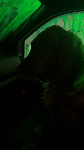 Winnie’s face going through the car wash! 😊❤️ | SUDS Full Service Car Wash