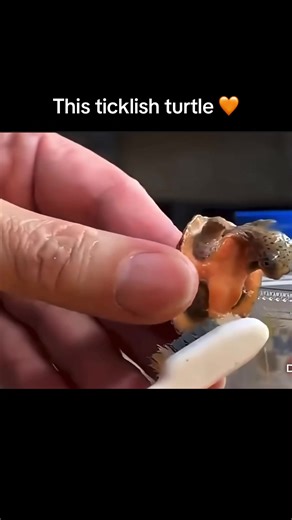 Turtle shells contain nerve endings because they're living bone covered in keratin scutes. Turtles feel pressure, temperature, and touch through their shells. Making brushing uncomfortable and ticklish. Video credit: #bobthebearreal