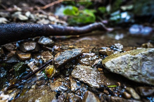 【森林セラピー】宍粟市国見の森公園ハイキングが超絶癒される | 播州鬼散歩