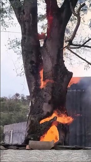 Why do old trees struck by lightning "combust internally"?