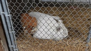 Tiger update: A sleepless night for everyone. Ginger's deep grieving is now a longing to see the little ones she is missing. She looks out into the areas they used to be hoping to see them while making her soft chuffing sound. She watches for me and greets me with chuffing and very moist eyes. She stands on her back legs and we look into each others eyes for about 10 seconds then she lays down on the platform. In the eyes is where the emotions and feelings are stored, this is how we communicate 