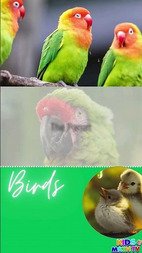 Fun Facts About Birds for Kids