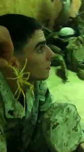 Camel Spider Attack!