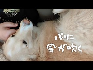 【猫保護】ななちゃんの心が乱れてます
