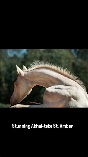 A stunning Akhal-teke stallion Amber @alabairaasfarms 📞+91-73493 53623