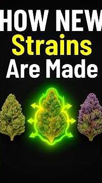 This Is How 2025’s Strongest Strains Are Born 🌱