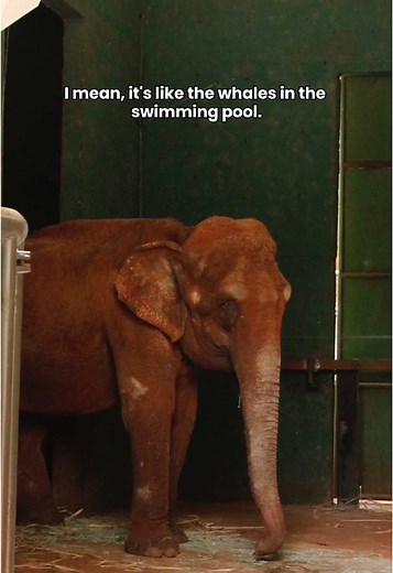 Understanding Elephants' Communication in Captivity