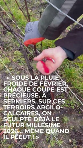 Champagne 2026 se prépare dans la boue et la pluie ! Taille Chablis couchée Sermiers
