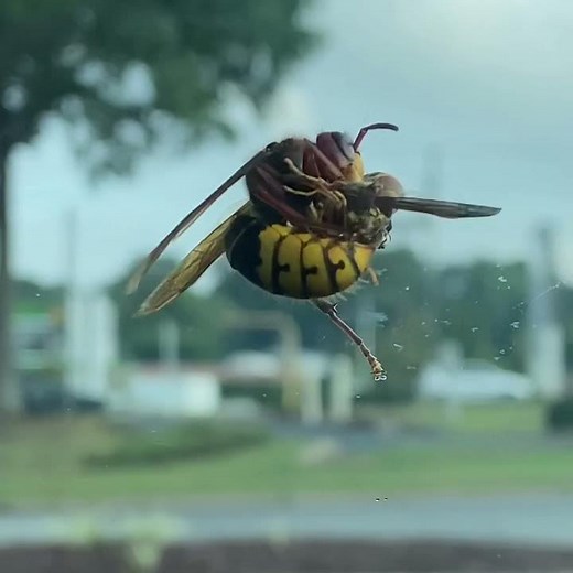 Incredible CLOSE-UP Footage Of BEES Having SEX