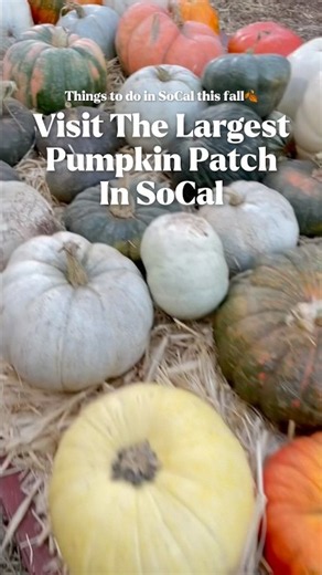 LARGEST Pumpkin Patch in SoCal😳🤯