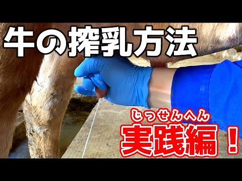 小規模酪農の搾乳方法