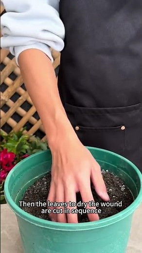 How to Propagate Christmas Cactus | Easy Rooting from Cuttings #christmascactus #plantpropagation