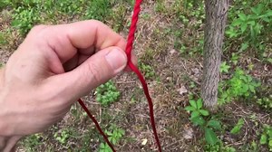 2.9K views · 192 reactions | Here is how I start the braiding on a juggling whip. Most whips are braided from the handle. I braid these from the point of the whip and add strands as I go. | Adam 'Crack' Winrich | Facebook