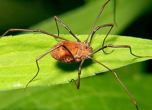 42 Interesting Facts About Harvestmen or Daddy Longlegs