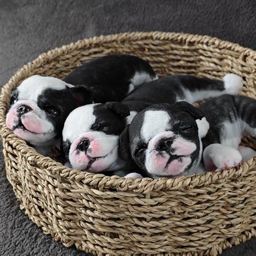 Three Newborn Boston Terriers in a Basket -poseable Art Dolls, Ooak - Etsy