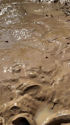 Cách Bắt Cá Ở Miền Tây: Hướng Dẫn Tát Ao