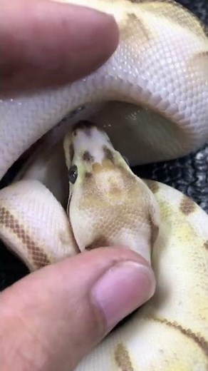 Scaleless Head Ball Python 🐍